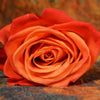 Rose Medicine - The Divine Flower of the Heart