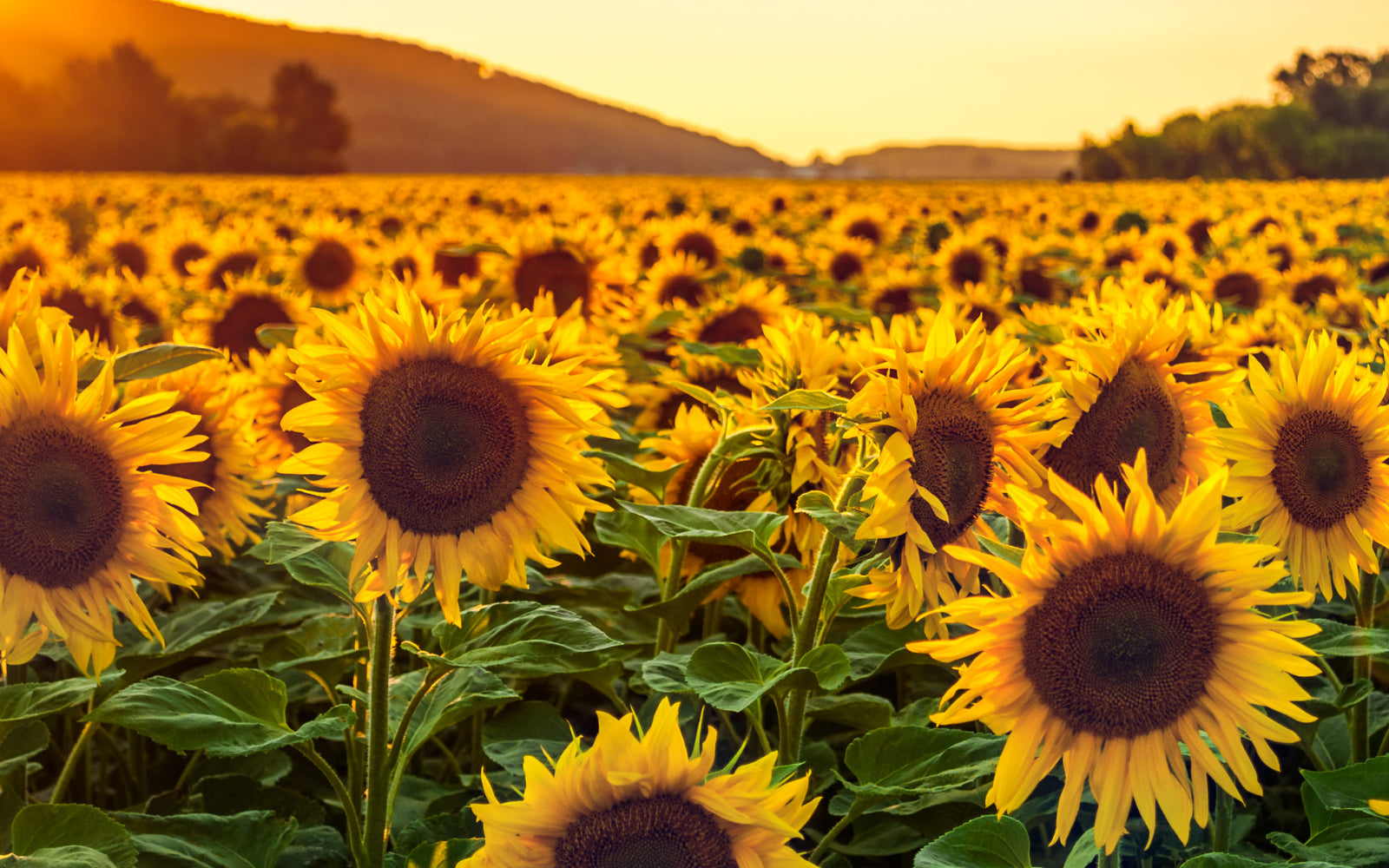Lammas Blessings from Kate