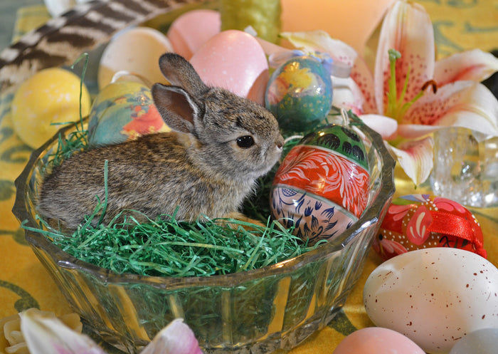 A Spring Equinox Message From Kate