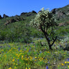 Spring in the Sonoran Desert