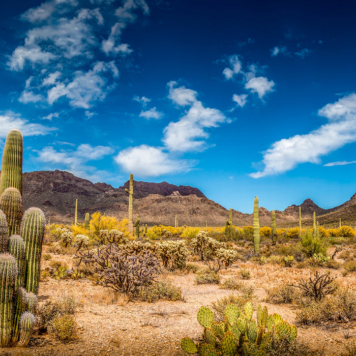 Summer is the Season to Recharge Newsletter