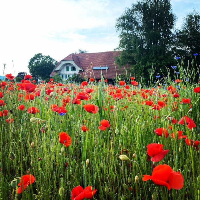 Summer Solstice Message from Kate 2021