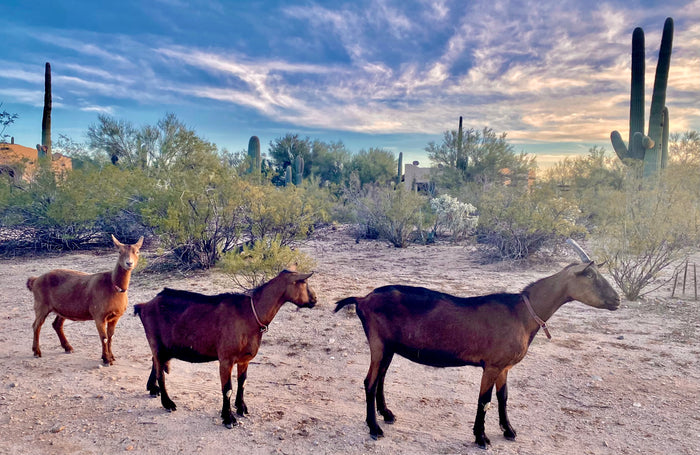 Autumn Equinox / Mabon Message from Kate