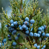 EO Spotlight: Juniper Essential Oil