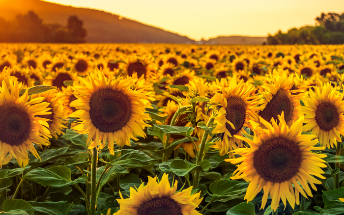 Lammas Blessings from Kate