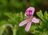 EO Spotlight: Geranium Essential Oil