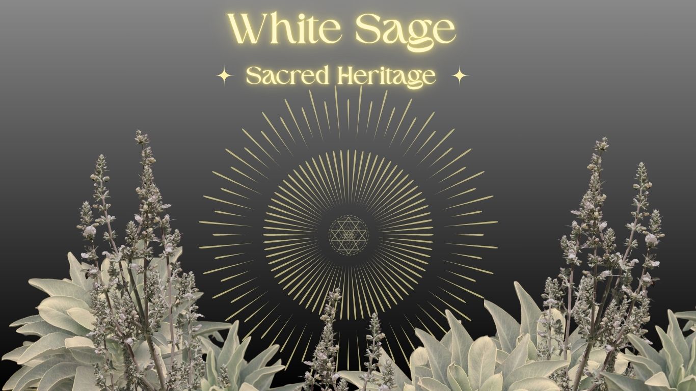 The Sacred Legacy of White Sage