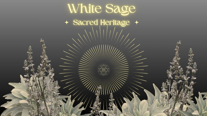 The Sacred Legacy of White Sage