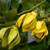 Ylang Ylang Flower