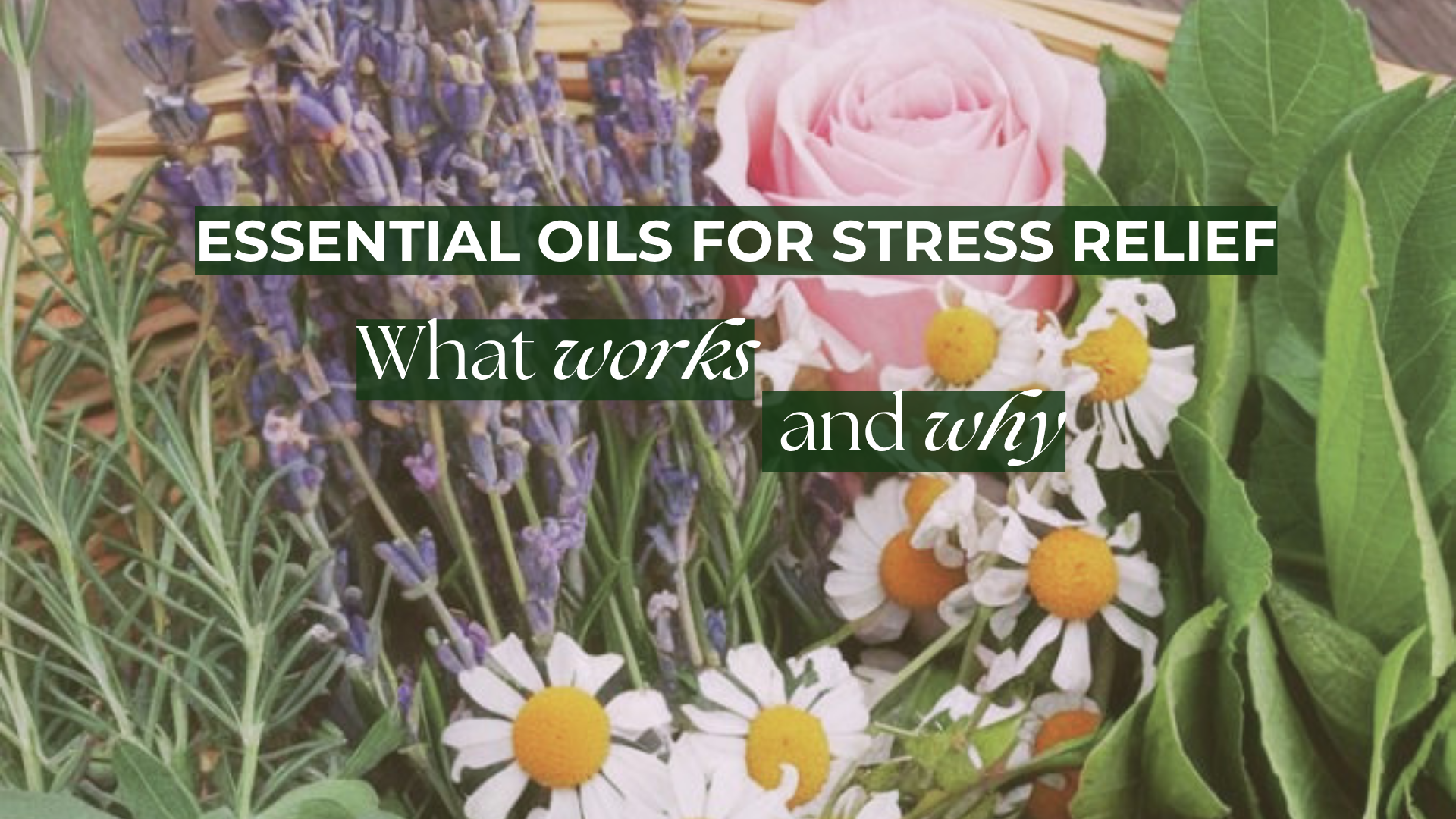 ꩜ The Best Essential Oils for Stress Relief: What Works and Why ༄