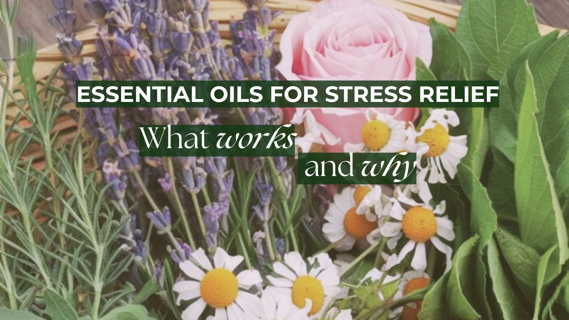 ꩜ The Best Essential Oils for Stress Relief: What Works and Why ༄