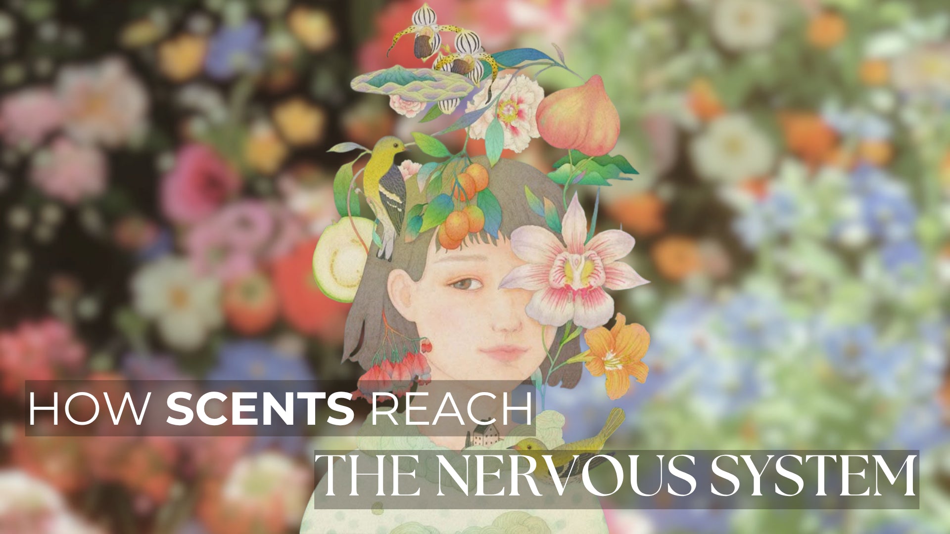 ༄ How Scents Reach the Nervous System ༄