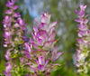 EO Spotlight: Clary Sage Essential Oil