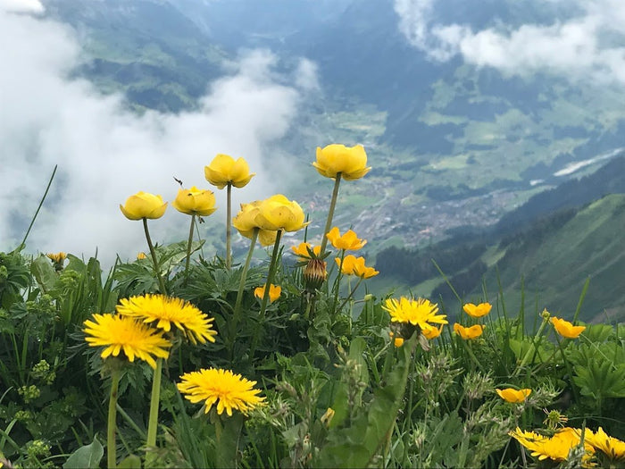 Happy Summer Solstice