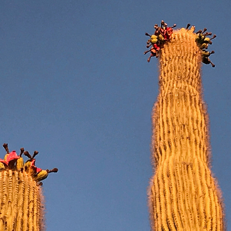 Happy Summer Solstice + Super Summer Sale