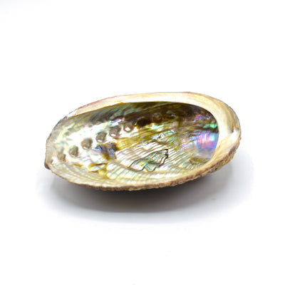 Abalone Shells