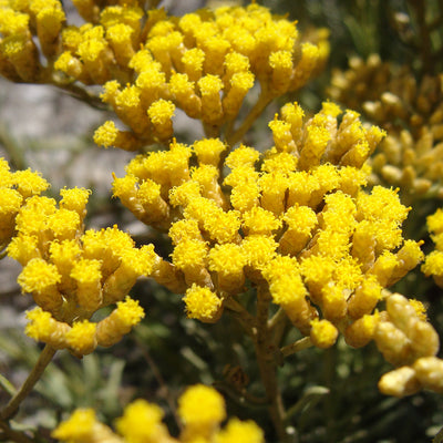 Helichrysum (Immortelle) Essential Oil